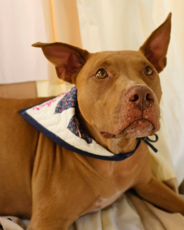 Upcycle Your Scraps - Pet Bandana